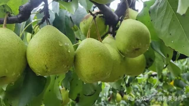 冬天咳嗽要多吃鸭梨，建议：多喝鸭梨水，吃蒸鸭梨，营养又解馋 